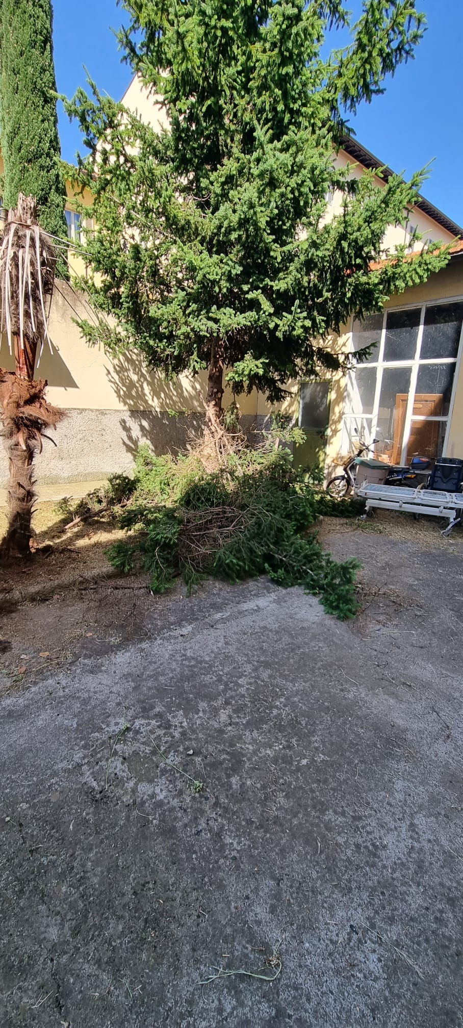 Abete potato in cortile condominiale a Firenze — chioma ridotta e facciata liberata