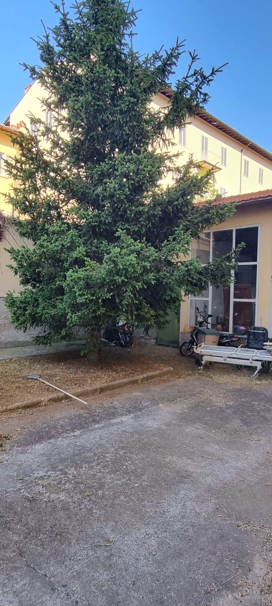 Abete cresciuto a ridosso della facciata prima della potatura