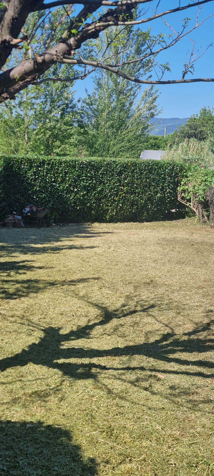 Potatura ulivi e sistemazione prato a Calenzano — lavoro completato
