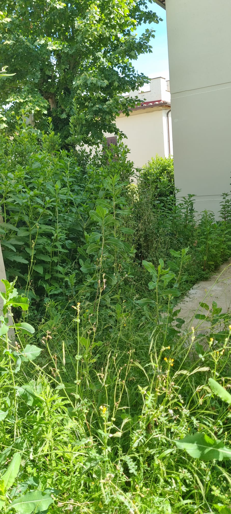 Giardino invaso da erbacce e vegetazione spontanea prima della pulizia