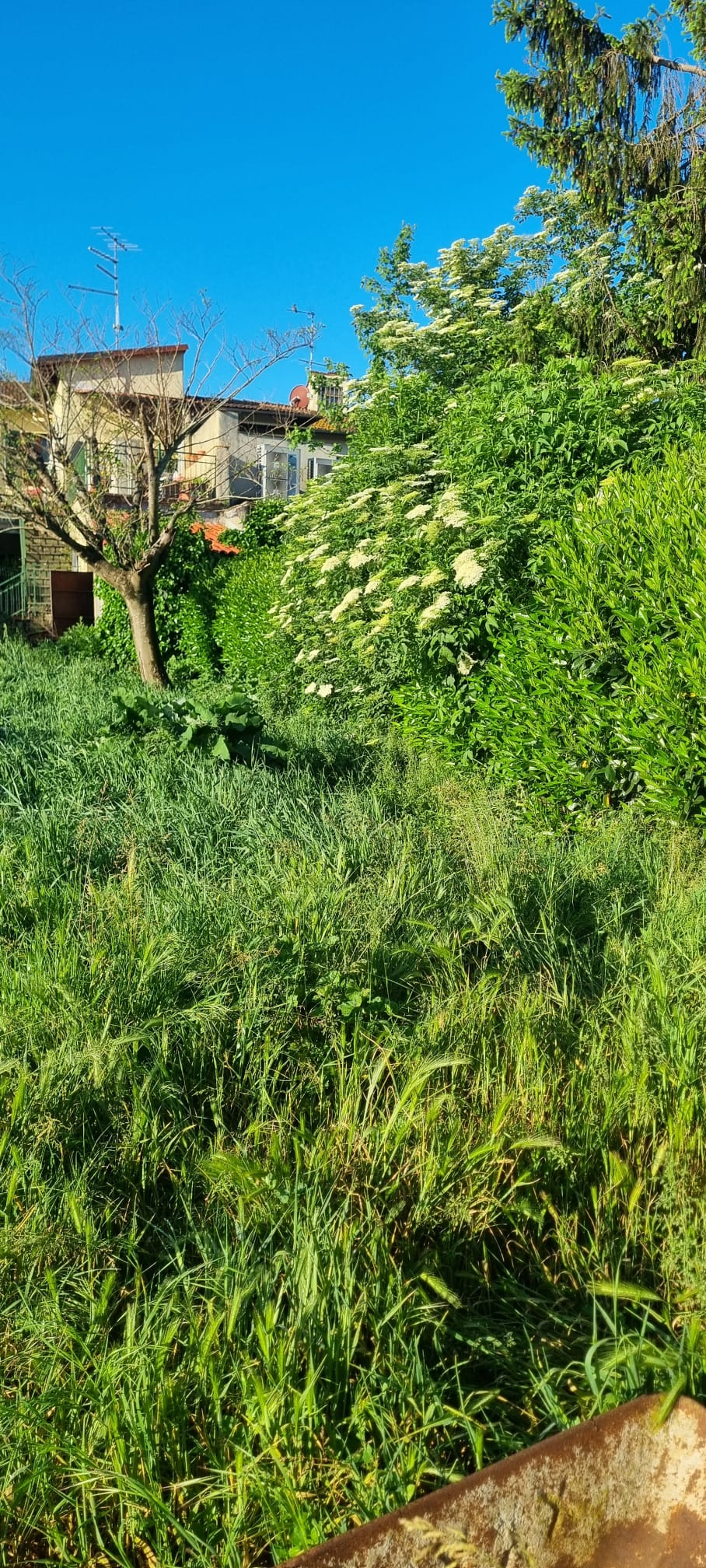 Giardino a Firenze prima della manutenzione