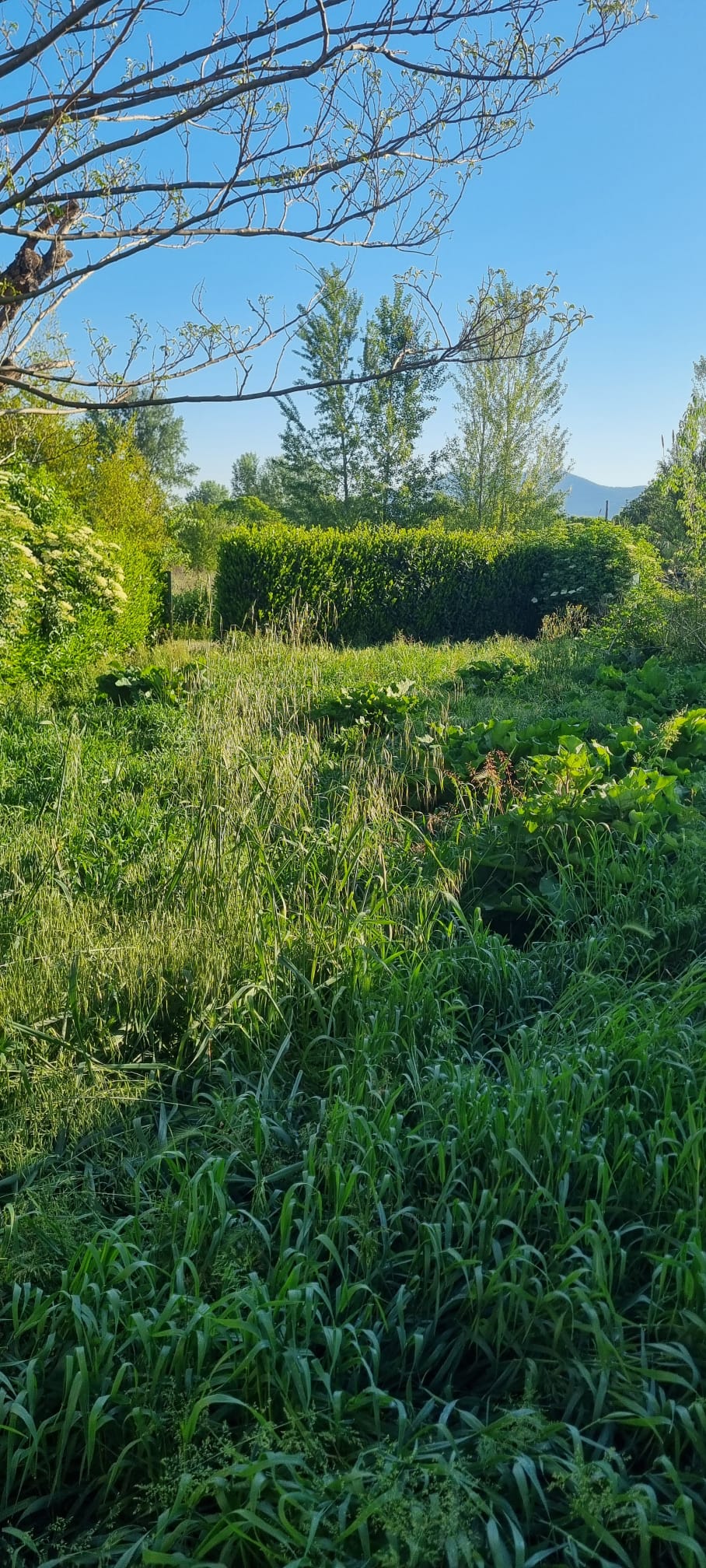 Giardino a Calenzano prima della potatura e sistemazione