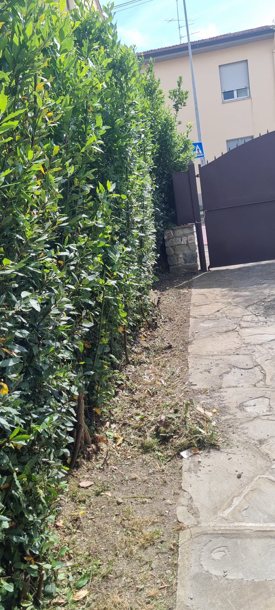 Siepe di alloro rifilata lungo il vialetto d'ingresso a Sesto Fiorentino