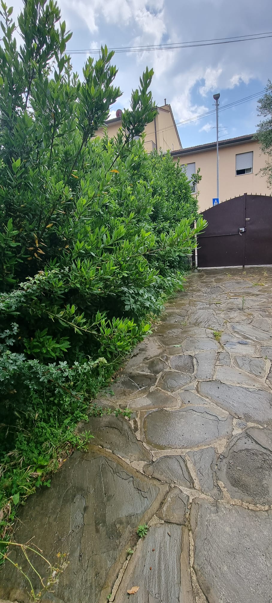 Siepe di alloro che invadeva il vialetto prima della potatura